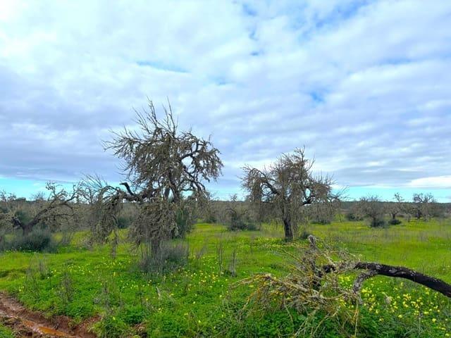 Terreno en venta en Migjorn, Baleares