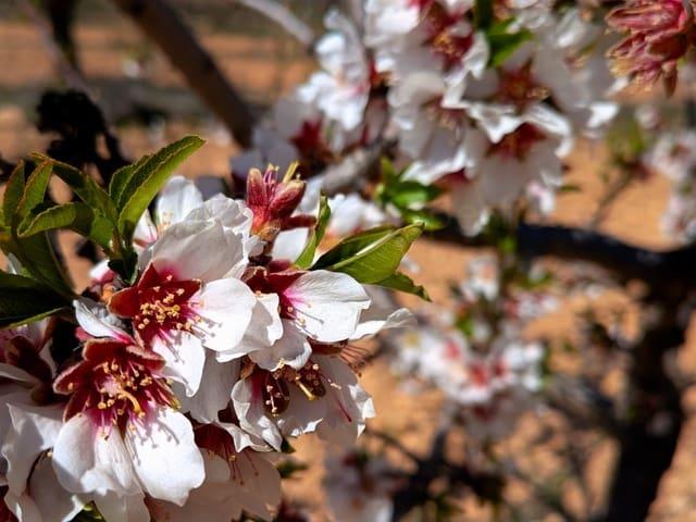 Terreno en venta en Los Vélez, Andalucía
