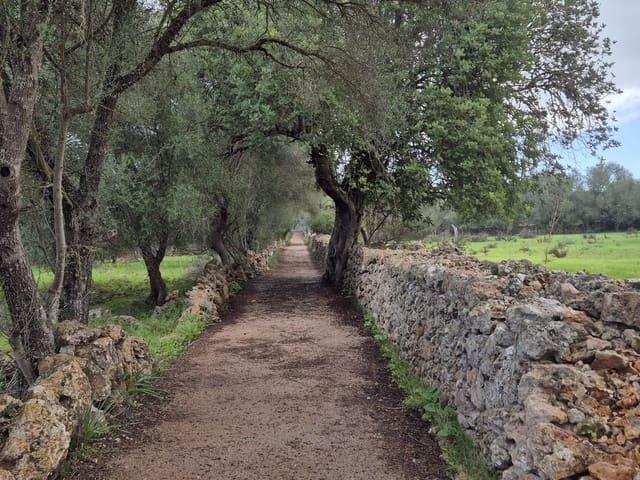 Terreno en venta en Pla de Mallorca, Baleares