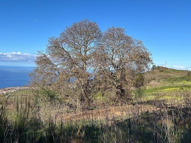 Terreno en venta en Tenerife, Urbanización Jardín Zamoga
