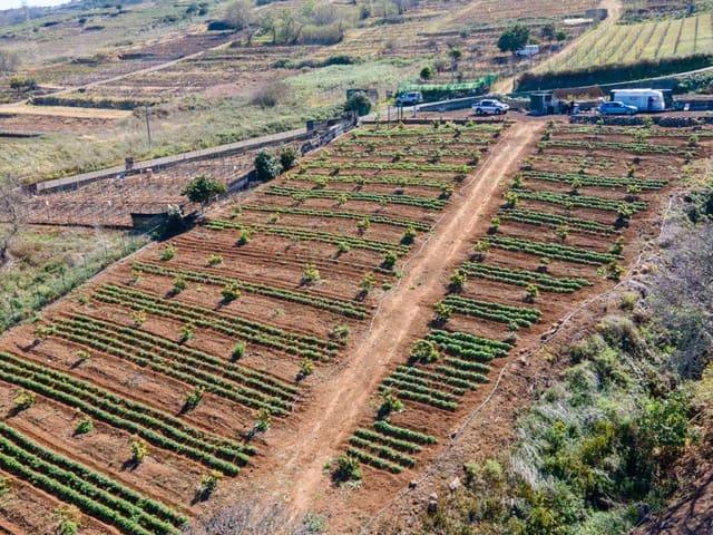 Terreno en venta en Tenerife, Urbanización Jardín Zamoga