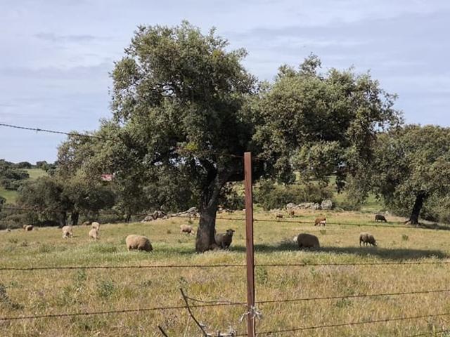 Terreno en venta en Fuente Obejuna, Andalucía