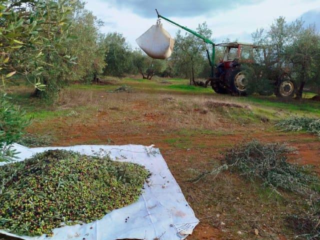 Terreno en venta en Hornachuelos, Andalucía