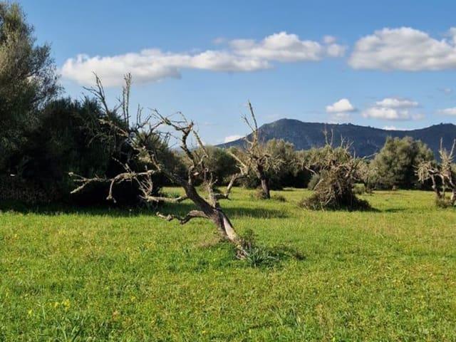 Terreno en venta en Pla de Mallorca, Baleares