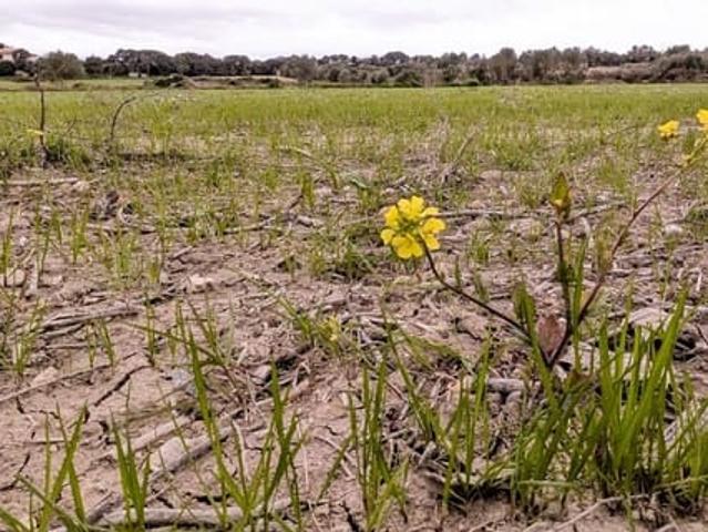 Terreno en venta en Pla de Mallorca, Baleares