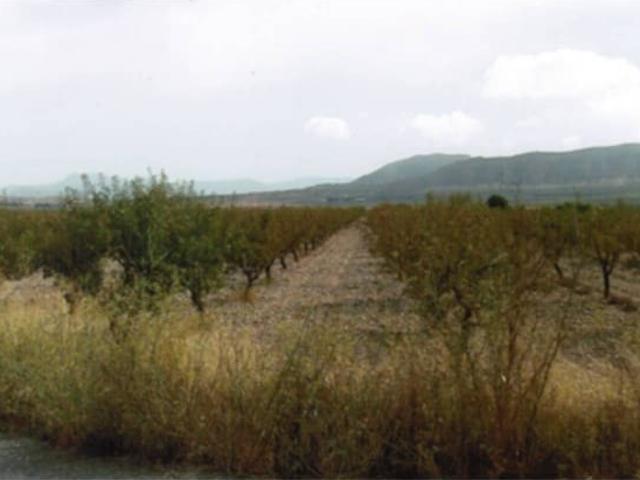 Terreno en venta en Cecilia Bartolomé (Mujeres Libres), l'Alt Vinalopó / El Alto Vinalopó