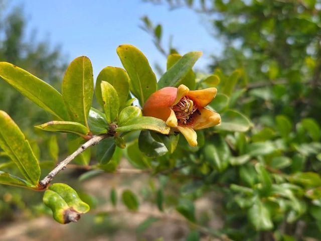 Terreno en venta en San Isidro, Alacant / Alicante