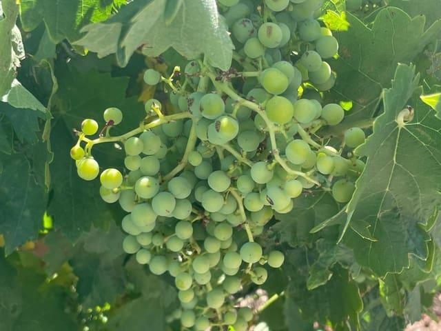 Terreno en venta en Úbeda, el Vinalopó Mitjà / El Vinalopó Medio