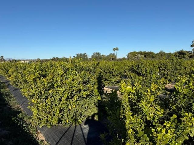 Terreno en venta en la Vallverda Baixa, el Baix Vinalopó