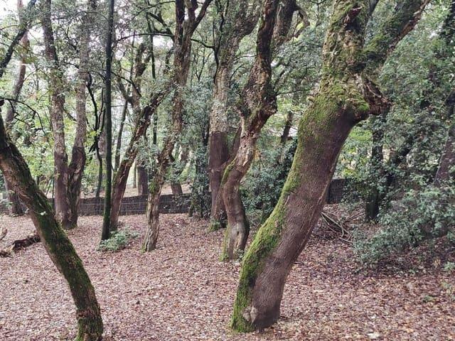 Terreno en venta en les Paitides, Viladrau