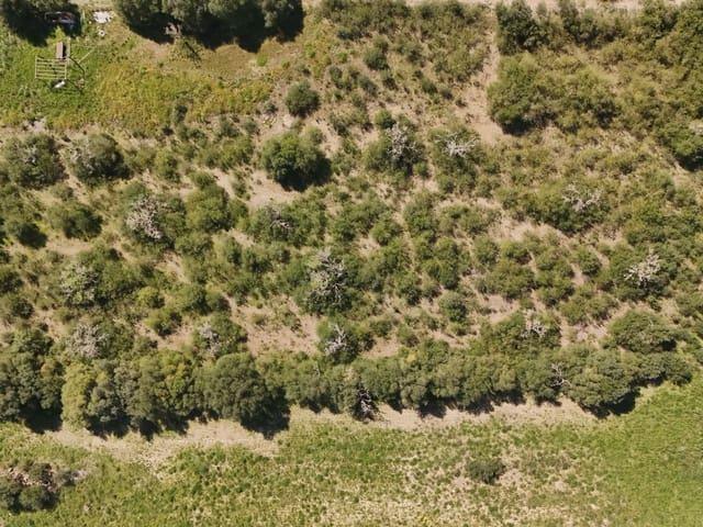 Terreno en venta en Pla de Mallorca, Baleares