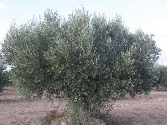 Terreno en venta en Área Metropolitana de Murcia, Murcia