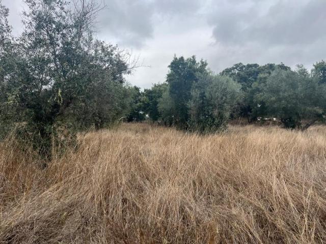 Terreno venda em Alcácer Do Sal, Setúbal