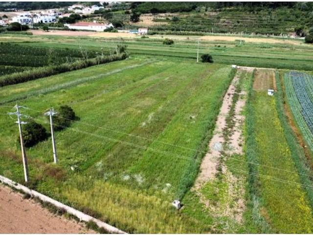 Terreno venda em Alcobaça, Leiria