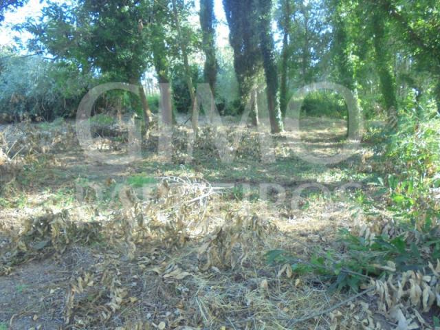 Terreno venda em Anadia, Aveiro