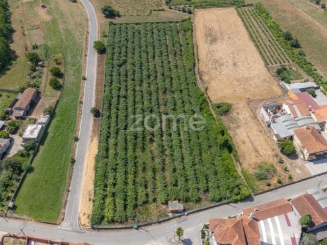 Terreno venda em Anadia, Aveiro