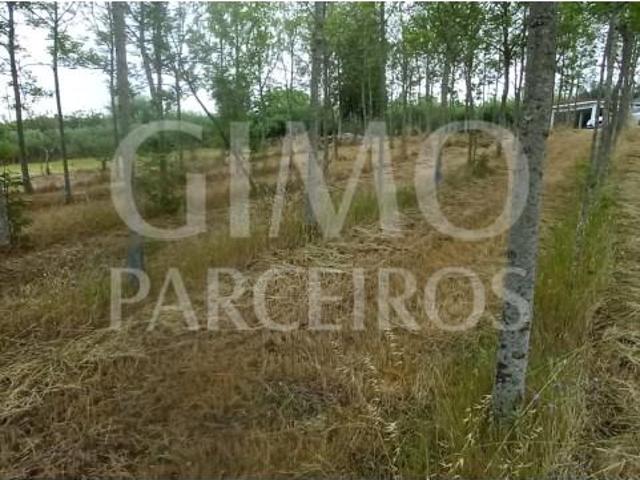 Terreno venda em Anadia, Aveiro
