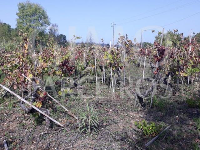 Terreno venda em Anadia, Aveiro