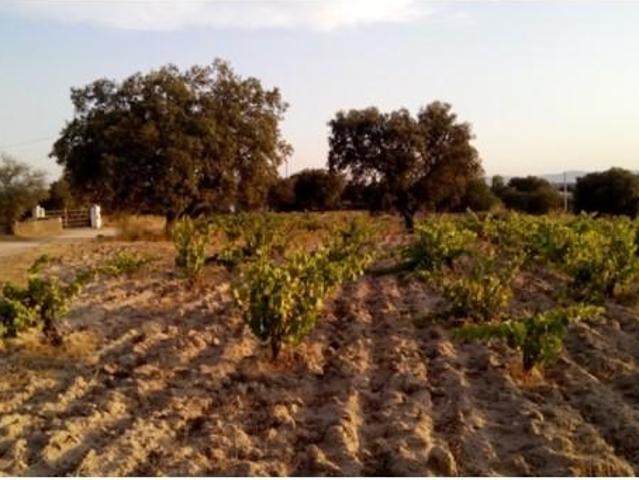 Terreno en venta en Arroyo De La Luz, Extremadura