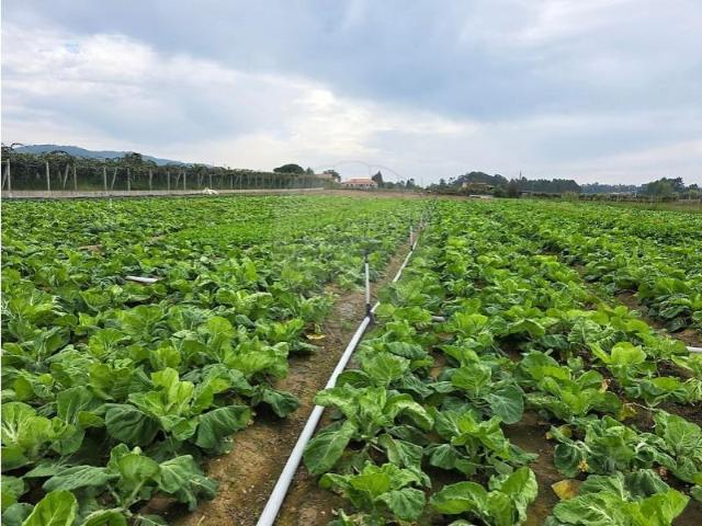 Terreno venda em Fornelos, Arcozelo