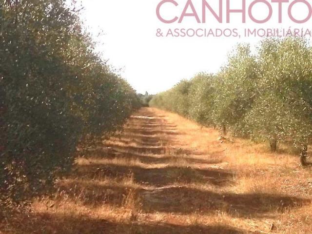 Terreno venda em Borba, Évora