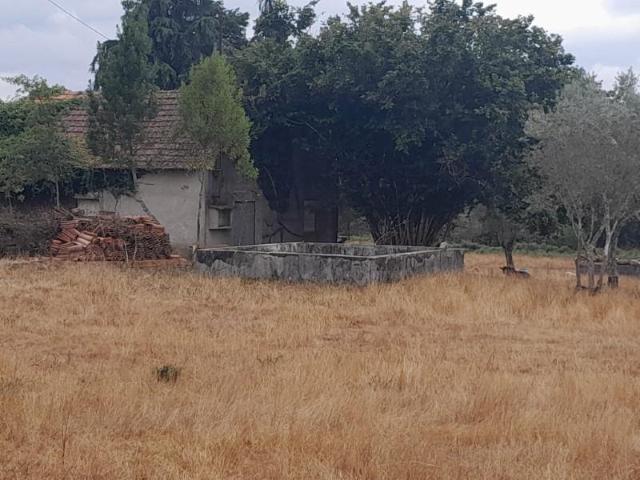 Terreno venda em Carregal Do Sal, Viseu