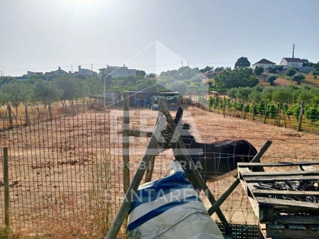 Terreno venda em Cartaxo e Vale da Pinta, Cartaxo
