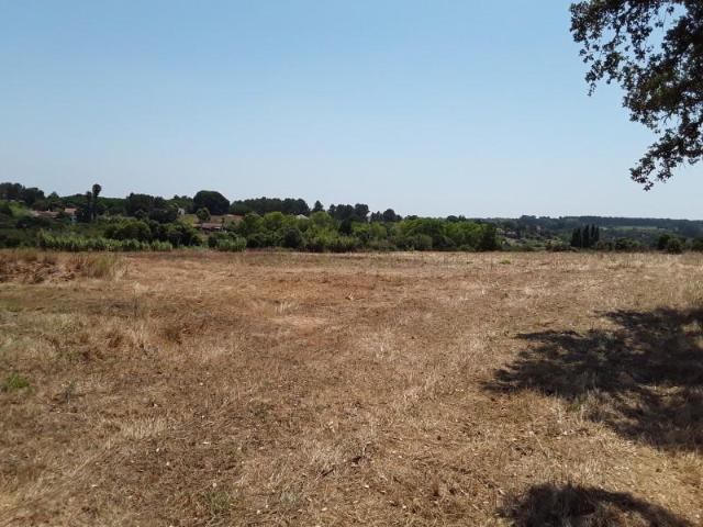 Terreno venda em Cartaxo e Vale da Pinta, Cartaxo