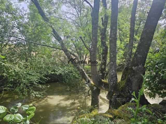 Terreno venda em Castelo Branco