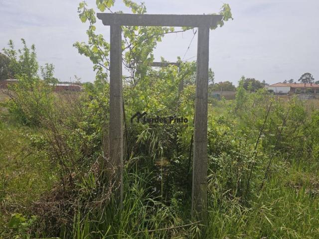 Terreno venda em Castelo Branco