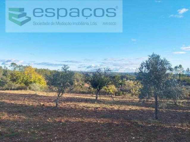 Terreno venda em Castelo Branco