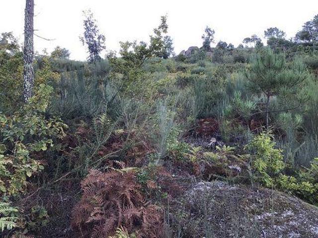 Terreno venda em Monte do Marco, Celorico De Basto