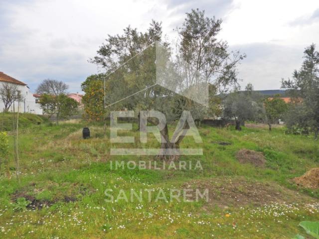 Terreno venda em Chamusca
