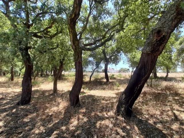Terreno venda em Chamusca