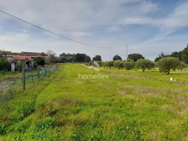 Terreno venda em Carvalhal da Azoia, Soure
