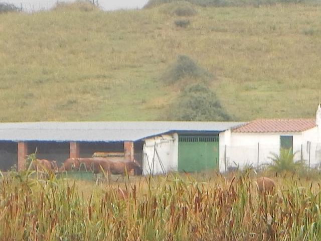 Terreno en venta en Coria, Extremadura