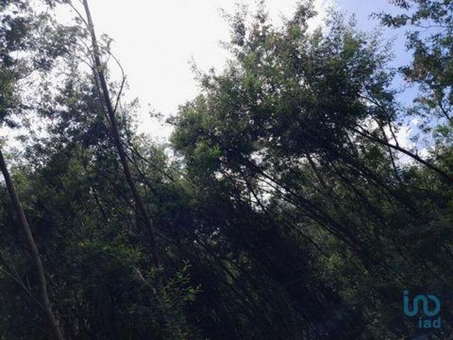 Terreno venda em Castelo Branco, Cortes Do Meio