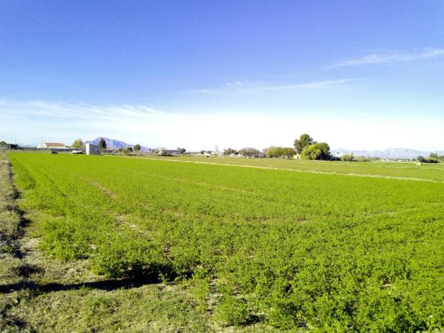 Terreno en venta en el Baix Segura / La Vega Baja, Valencia