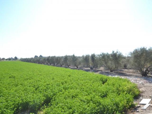 Terreno en venta en el Baix Segura / La Vega Baja, Valencia