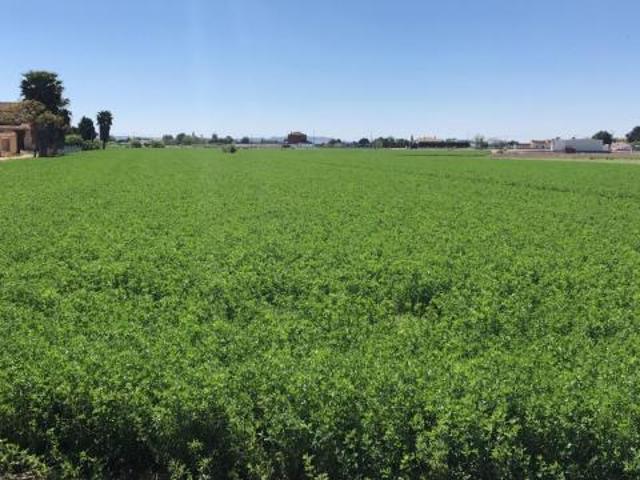 Terreno en venta en el Baix Segura / La Vega Baja, Valencia