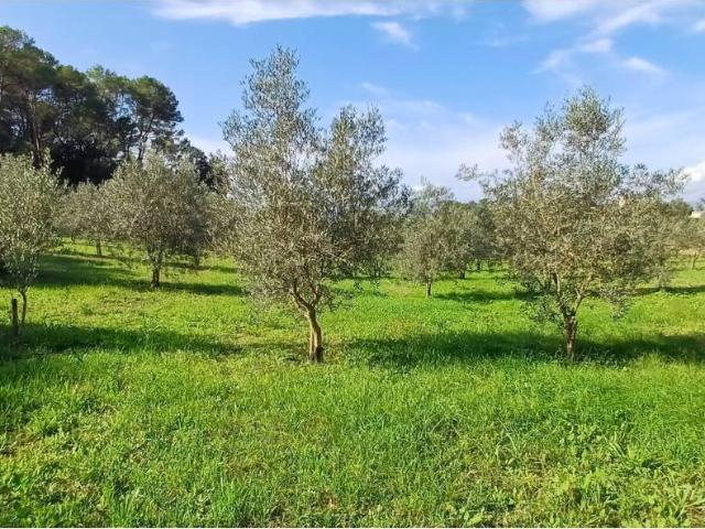 Terreno en venta en Costitx