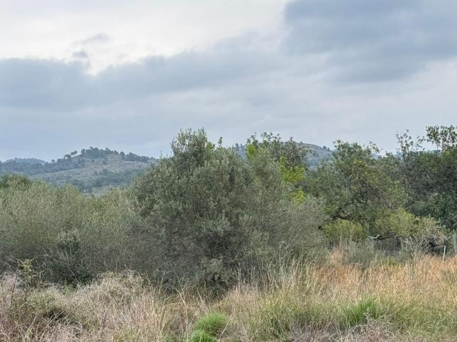 Terreno en venta en el Camp de Morvedre, Valencia