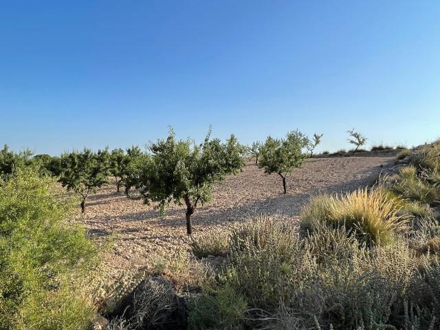 Terreno en venta en Palas - Pinilla, Fuente Álamo de Murcia