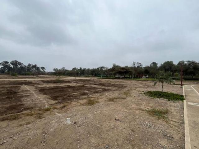 TERRENOS EN VENTA FUNDO PRADERA PACHACAMAC
