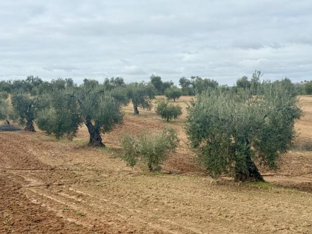 Terreno en venta en Tierra de Barros, Extremadura