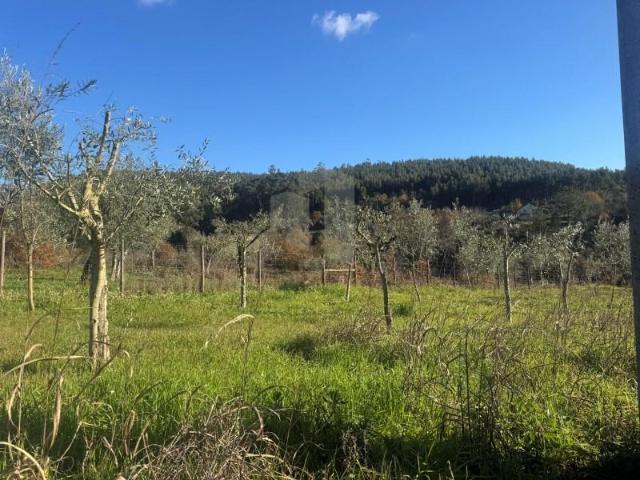 Terreno venda em Figueiró Dos Vinhos, Leiria