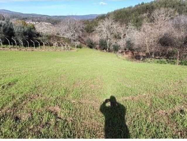 Terreno venda em Chimpeles, Figueiró Dos Vinhos