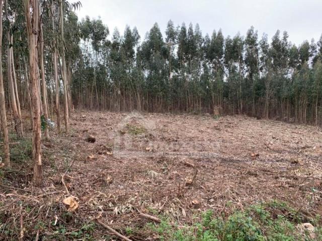 Terreno venda em Figueiró Dos Vinhos, Leiria