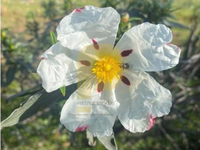 Terreno venda em Castelo Branco, Idanha-a-nova