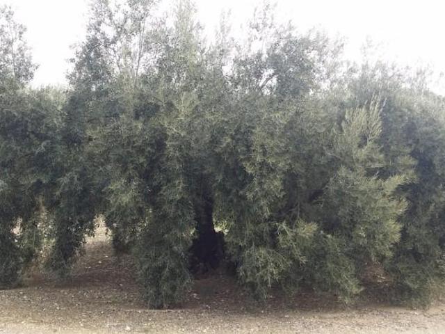 Terreno en venta en Iznájar, Andalucía